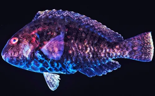 
          Imagem ilustrativa da imagem Pesca ilegal e falta de fiscalização ameaçam “tesouros” no mar
          