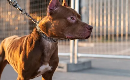 
          Imagem ilustrativa da imagem Pitbull enrosca em gatilho de arma ao pular em cama e dispara contra tutor
          