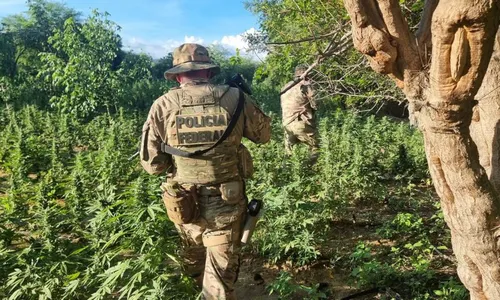 
          Imagem ilustrativa da imagem Plantação de maconha no Sertão renderia 8 caminhões cheios com droga pronta
          