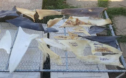 
          Imagem ilustrativa da imagem Polícia apreende 1 tonelada de barbatanas de tubarão em depósito clandestino no ES
          