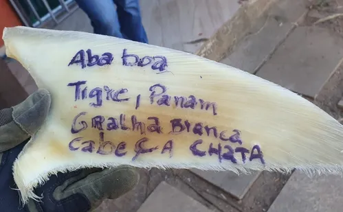 
          Imagem ilustrativa da imagem Polícia apreende 1 tonelada de barbatanas de tubarão em depósito clandestino no ES
          