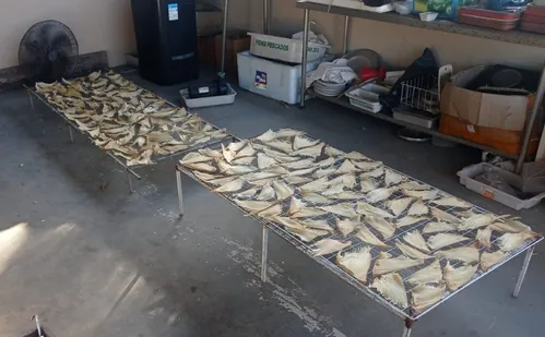 
          Imagem ilustrativa da imagem Polícia apreende 1 tonelada de barbatanas de tubarão em depósito clandestino no ES
          