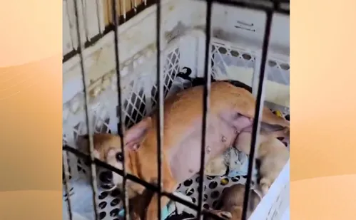 
          Imagem ilustrativa da imagem Polícia resgata 80 animais em situação de maus-tratos em Cariacica
          