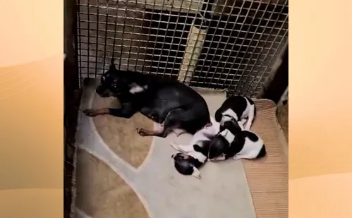 
          Imagem ilustrativa da imagem Polícia resgata 80 animais em situação de maus-tratos em Cariacica
          