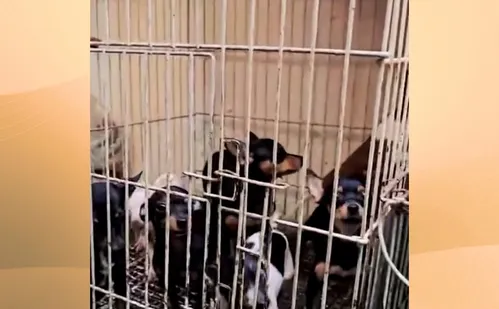 
          Imagem ilustrativa da imagem Polícia resgata 80 animais em situação de maus-tratos em Cariacica
          