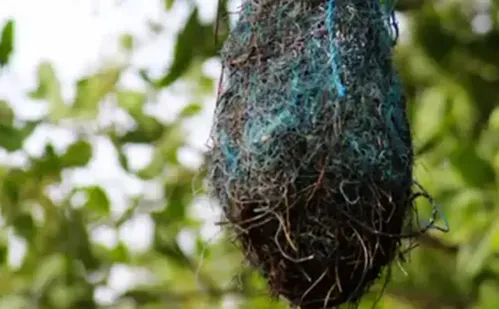 
          Imagem ilustrativa da imagem Poluição: no Brasil, aves estão fazendo ninhos com resíduos plásticos
          