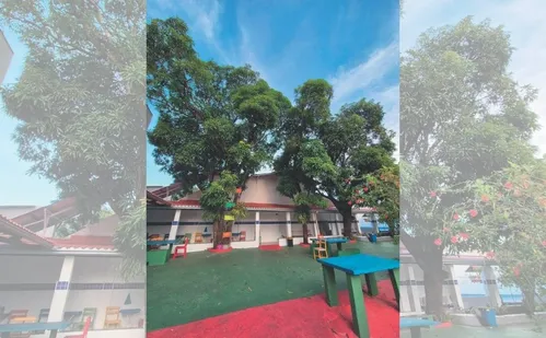 
          Imagem ilustrativa da imagem Prédio é construído ao redor de árvore no ES: “Preservar a memória da minha mãe”
          