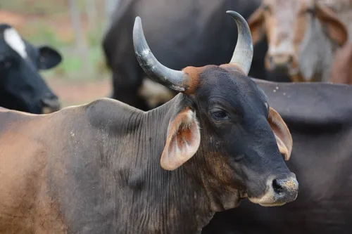 
          Imagem ilustrativa da imagem Quantidade de bovinos abatidos no 4º trimestre de 2024 cresceu quase 50% em PE
          