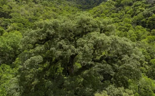 
          Imagem ilustrativa da imagem Situação dos rios na Mata Atlântica é preocupante, aponta pesquisa
          
