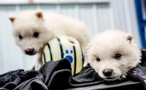 
          Imagem ilustrativa da imagem Startup americana diz ter recriado extinto lobo-terrível; entenda
          