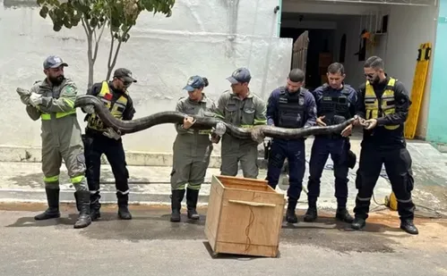 
          Imagem ilustrativa da imagem Sucuri de quase 5 metros e 60 kg é capturada em rede de esgoto na BA
          