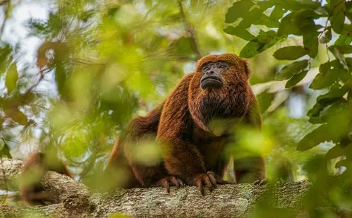 
          Imagem ilustrativa da imagem UFES recebe exposição “Primatas da Mata Atlântica”
          