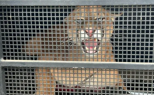 
          Imagem ilustrativa da imagem VÍDEO | Onça é capturada após circular pelas ruas de Iconha
          