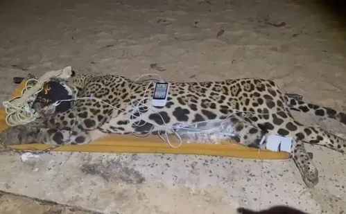 
          Imagem ilustrativa da imagem VÍDEO | Onça que atacou e devorou caseiro é capturada no Pantanal
          