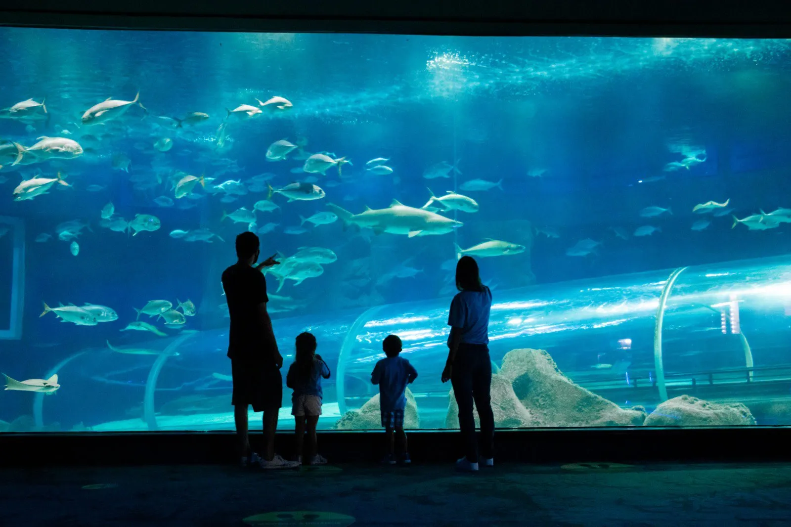 Imagem ilustrativa da imagem Aquário gigante para turismo e estudos em Guarapari
