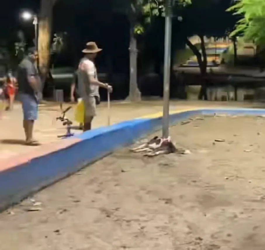Imagem ilustrativa da imagem Cadela morre eletrocutada em praça de Olinda
