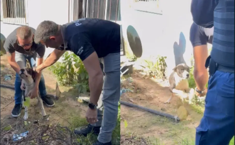 Imagem ilustrativa da imagem Cão em situação de maus-tratos é resgatado em Vila Velha