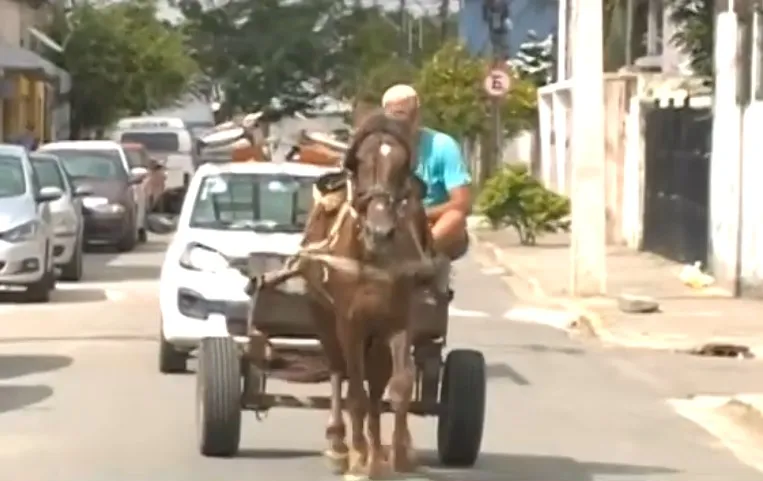 Imagem ilustrativa da imagem Carroceiros que atuam no Recife terão que se cadastrar na prefeitura