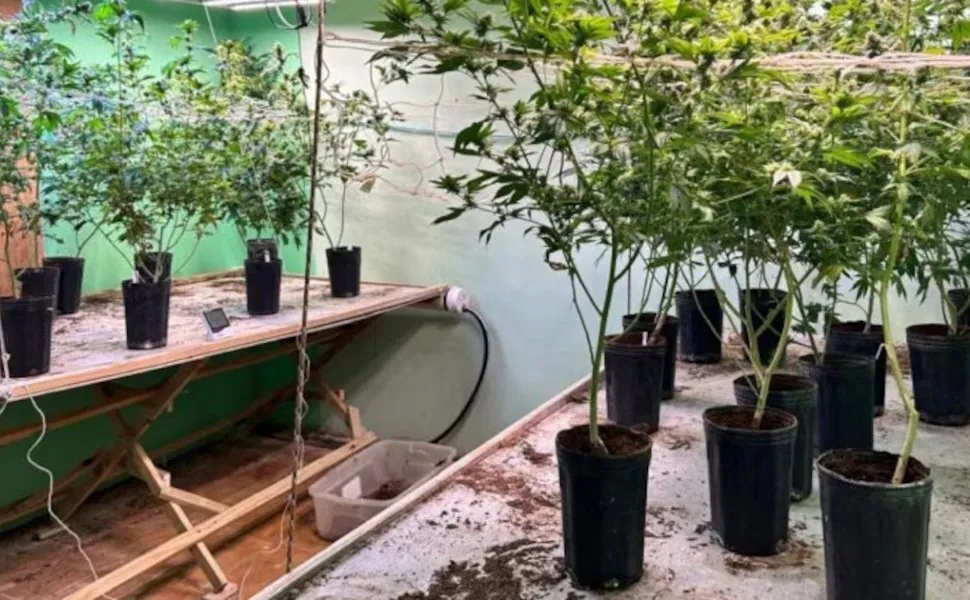Imagem ilustrativa da imagem Como polícia descobriu casa de luxo usada para cultivo de ‘supermaconha’