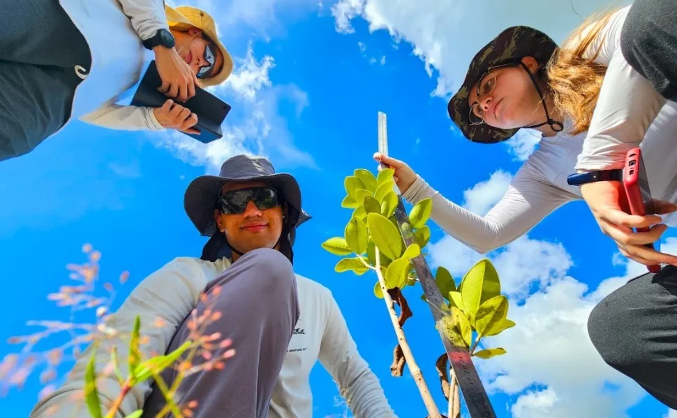 Imagem ilustrativa da imagem Como vegetação da restinga reage às mudanças do clima?