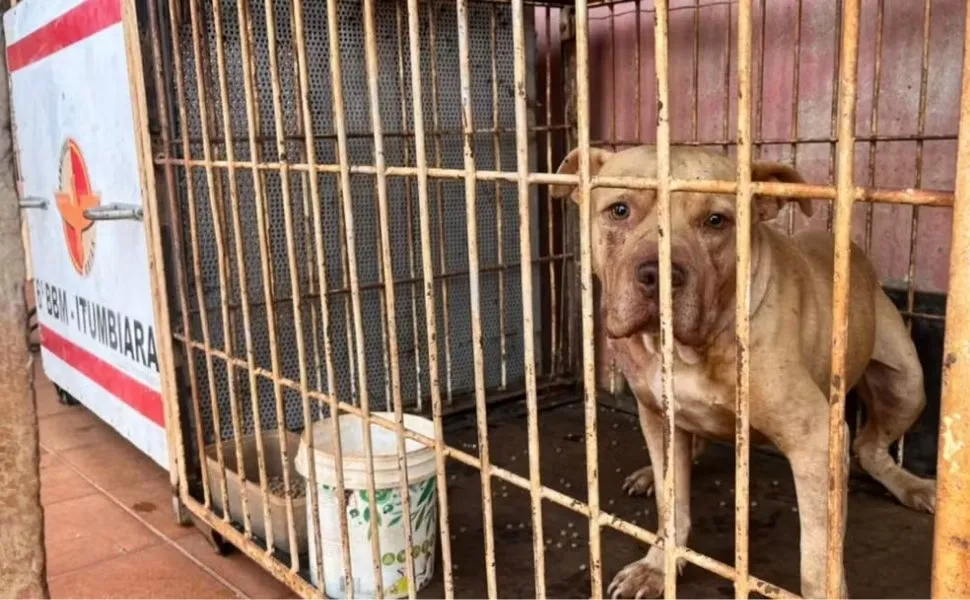 Imagem ilustrativa da imagem Criança de 4 anos morre após ser atacada por pitbull dentro de casa