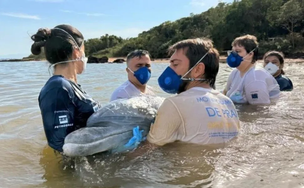 Imagem ilustrativa da imagem Golfinho “gigante” é resgatado após encalhar em praia no ES
