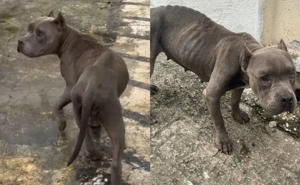 Imagem ilustrativa da imagem Homem é preso por maus-tratos a cachorro em Vila Velha