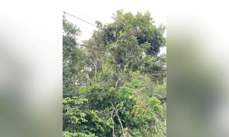 Imagem ilustrativa da imagem Metrô do Recife enfrenta novo problema e Ramal Camaragibe para mais uma vez