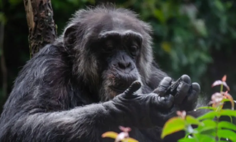 Imagem ilustrativa da imagem Morre Sena, chimpanzé mais idoso do Brasil e símbolo do Parque Dois Irmãos