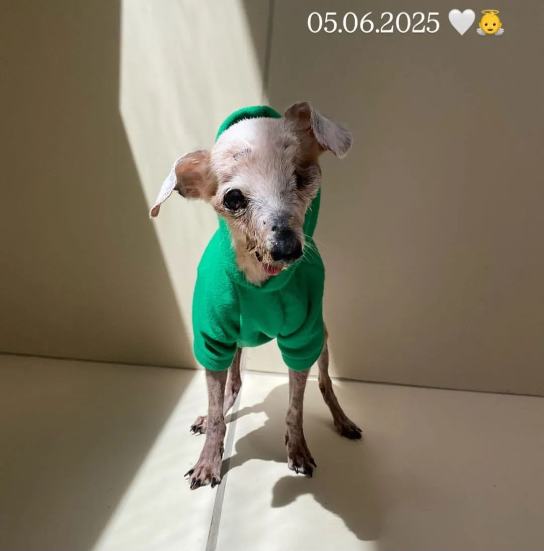 Imagem ilustrativa da imagem Morreu Pingo. O "cão fóssil' de 21 anos de idade