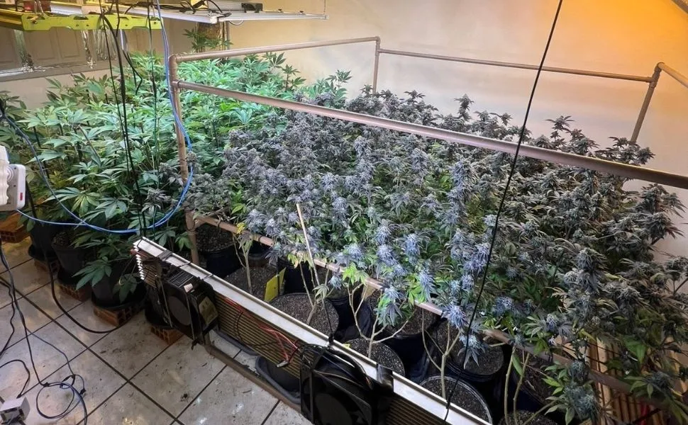 Imagem ilustrativa da imagem Polícia encontra laboratório de cultivo de maconha em canil na Serra
