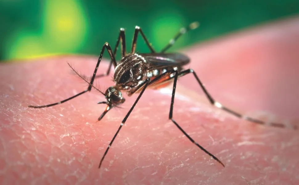 Imagem ilustrativa da imagem Quem eram os pacientes que morreram por dengue e febre Oropouche no ES em 2025?