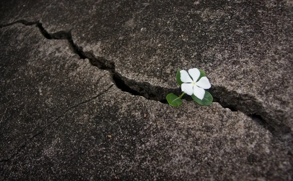 Imagem ilustrativa da imagem Resiliência Feminina: quando a fragilidade é força