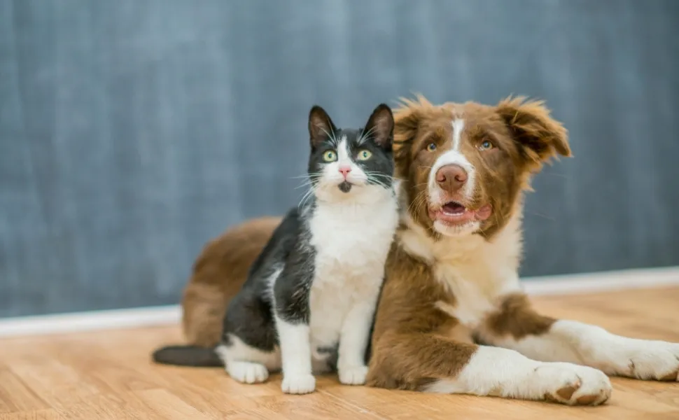 Imagem ilustrativa da imagem Vitória lança plataforma online para adoção de animais