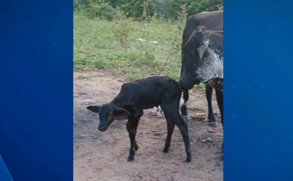 Imagem ilustrativa da imagem Bezerro é furtado e vaca é ferida por suspeito em chácara na Serra