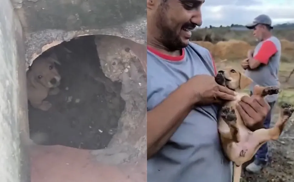 Imagem ilustrativa da imagem Cadela é resgatada após passar seis dias dentro de bueiro em Cariacica
