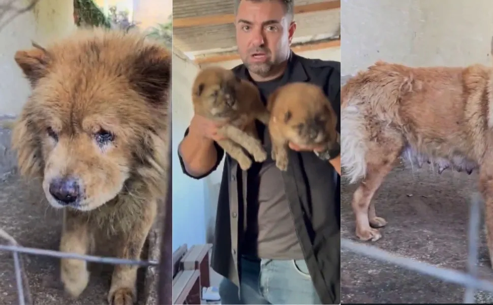 Imagem ilustrativa da imagem Cães da raça Chow-chow são resgatados vítimas de maus-tratos
