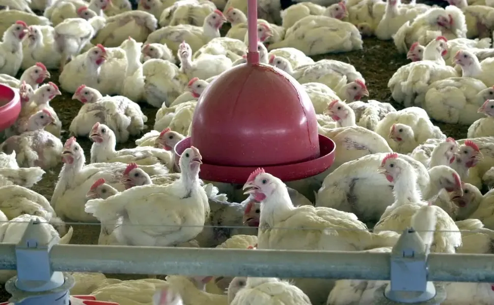 Imagem ilustrativa da imagem China, UE e Argentina suspendem compras de carne de frango do Brasil
