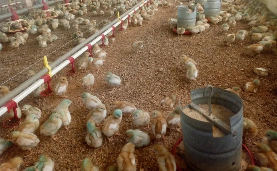 Imagem ilustrativa da imagem Há risco de consumir carne de frango em meio aos casos de gripe aviária?