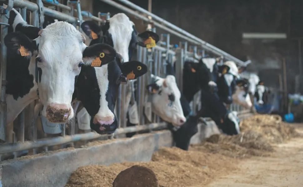 Imagem ilustrativa da imagem Leite A2 movimenta agronegócio no Sul do ES com genética e inovação