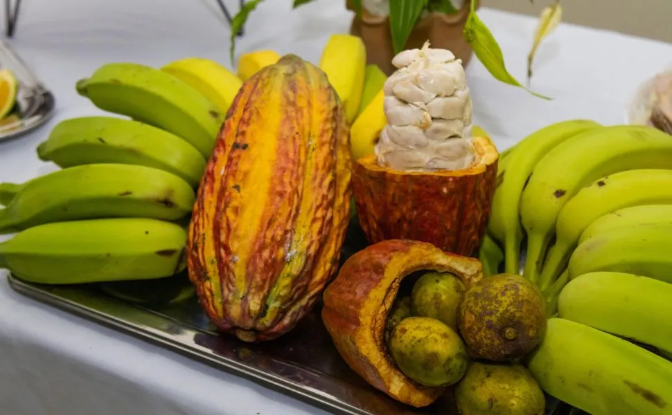 Imagem ilustrativa da imagem Linhares lança curso técnico gratuito em Fruticultura. Veja como se inscrever