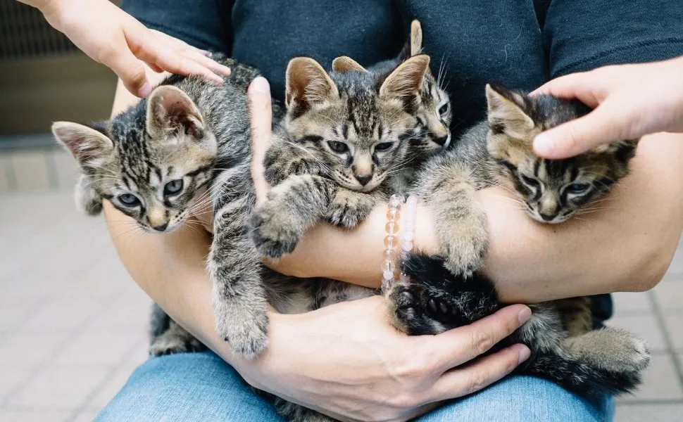 Imagem ilustrativa da imagem Parque da Prainha recebe evento de adoção de cães e gatos