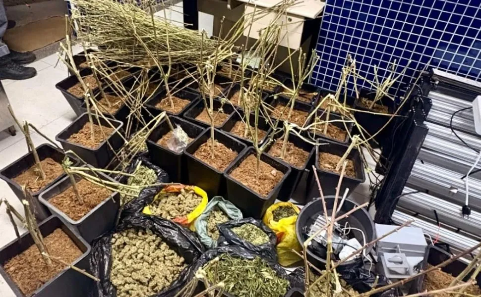 Imagem ilustrativa da imagem Polícia encontra estufa de pés de maconha dentro de casa em Vila Velha
