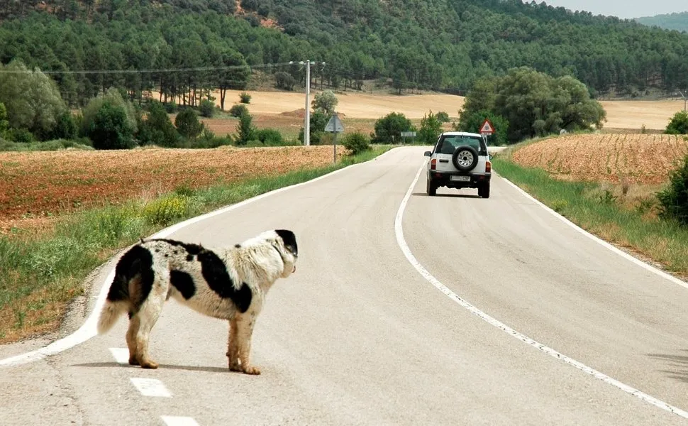Imagem ilustrativa da imagem Projeto de Lei prevê suspensão de carteira de motorista por abandono de animais