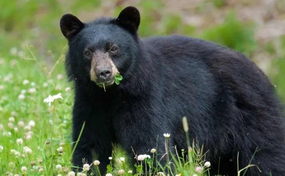 Imagem ilustrativa da imagem Urso mata homem de 89 anos e seu cachorro em ataque inédito na Flórida,
