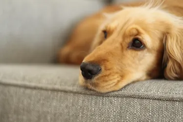Imagem ilustrativa da imagem Animais também sentem saudades do tutor? Especialistas explicam