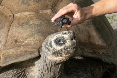 Imagem ilustrativa da imagem Aos 135 anos, tartaruga se torna pai pela primeira vez