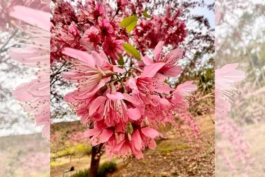 Imagem ilustrativa da imagem Bosque das cerejeiras está de volta em Alfredo Chaves