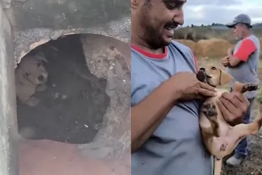 Imagem ilustrativa da imagem Cadela é resgatada após passar seis dias dentro de bueiro em Cariacica