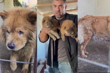 Imagem ilustrativa da imagem Cães da raça Chow-chow são resgatados vítimas de maus-tratos